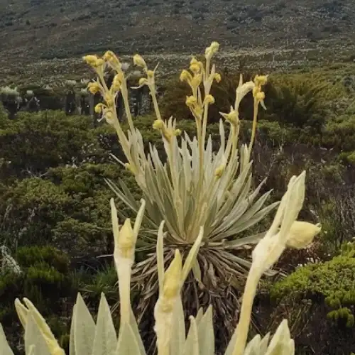 Plantación comunitaria